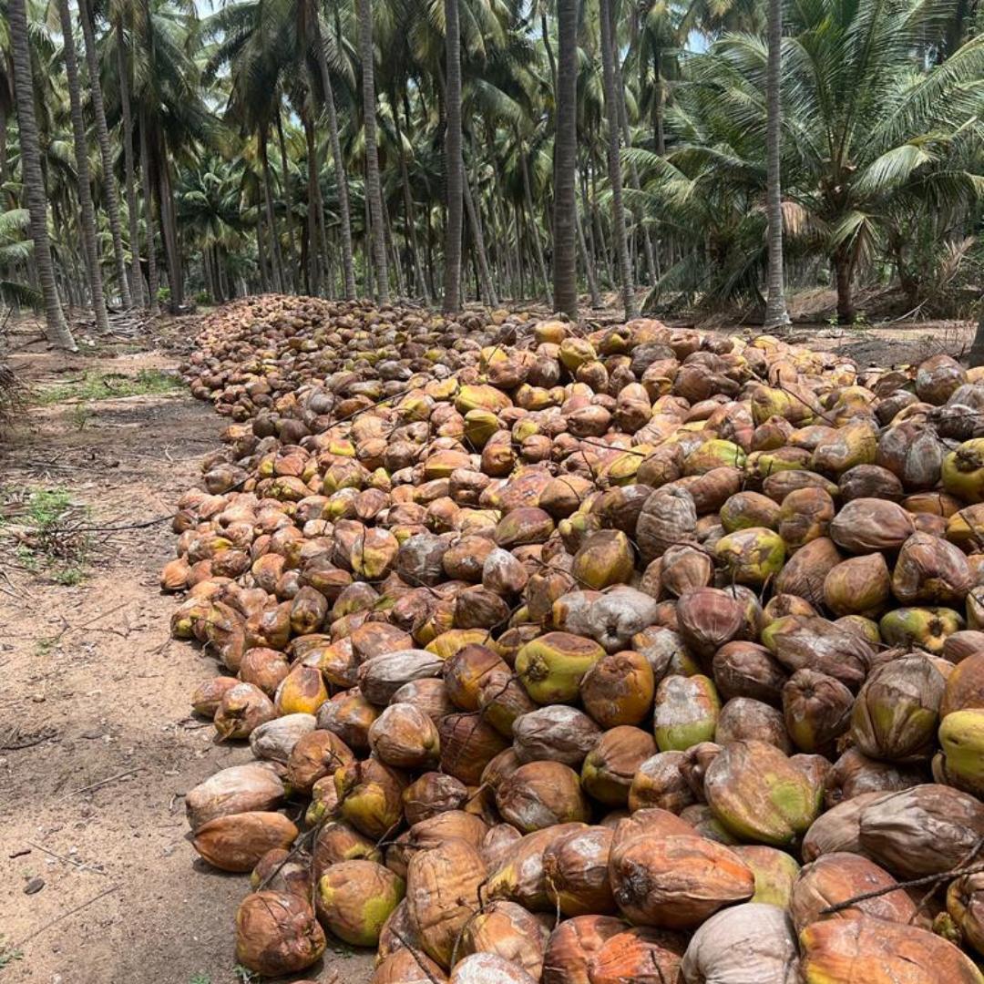 Coconuts