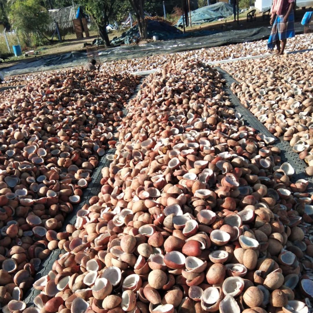 Dried Coconut Shells