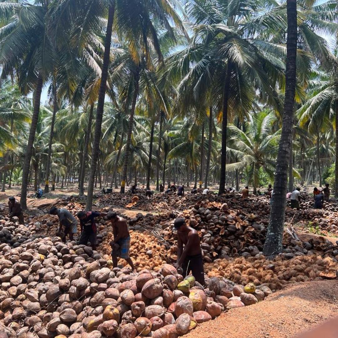 Coconut Farm