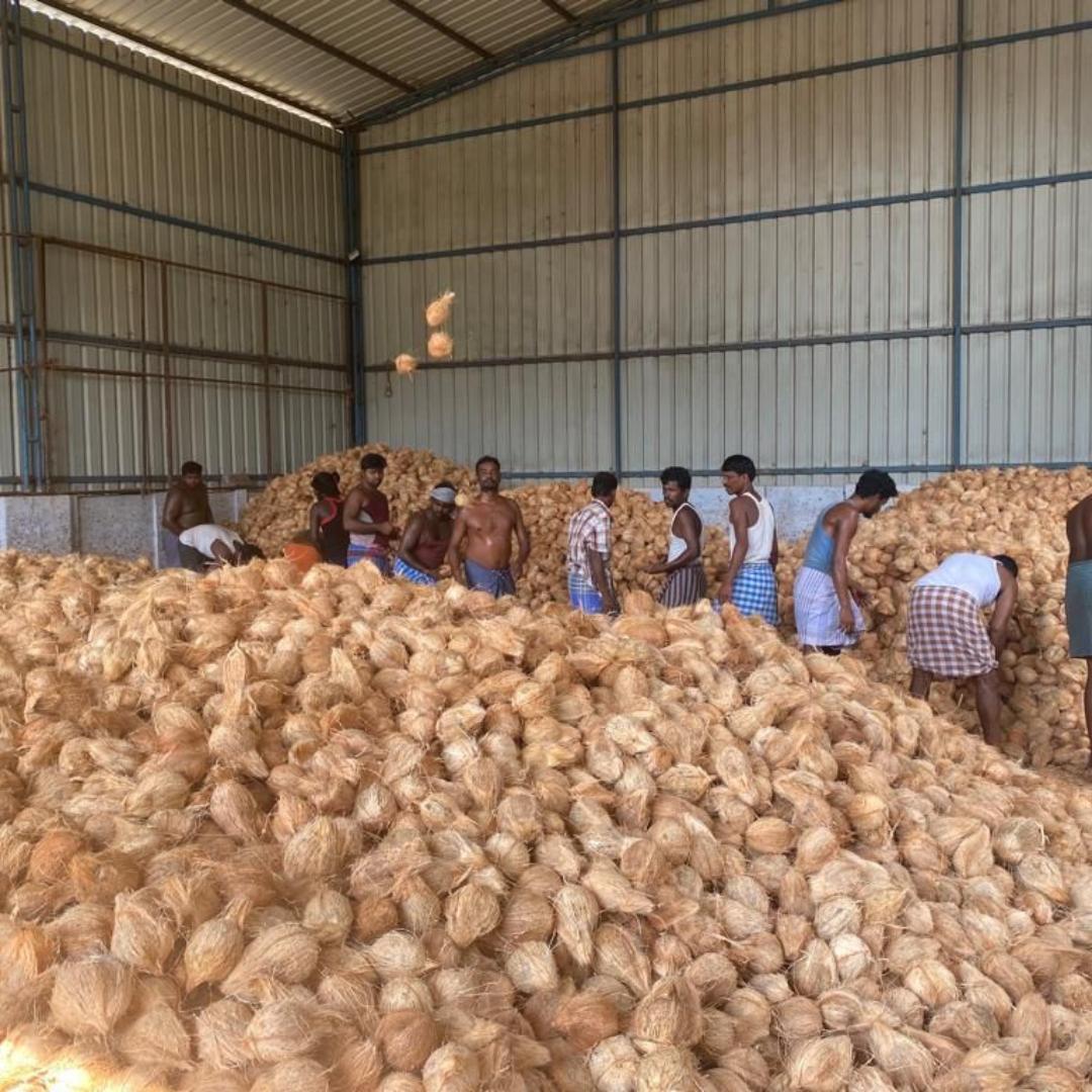 Workers Sorting Coconuts