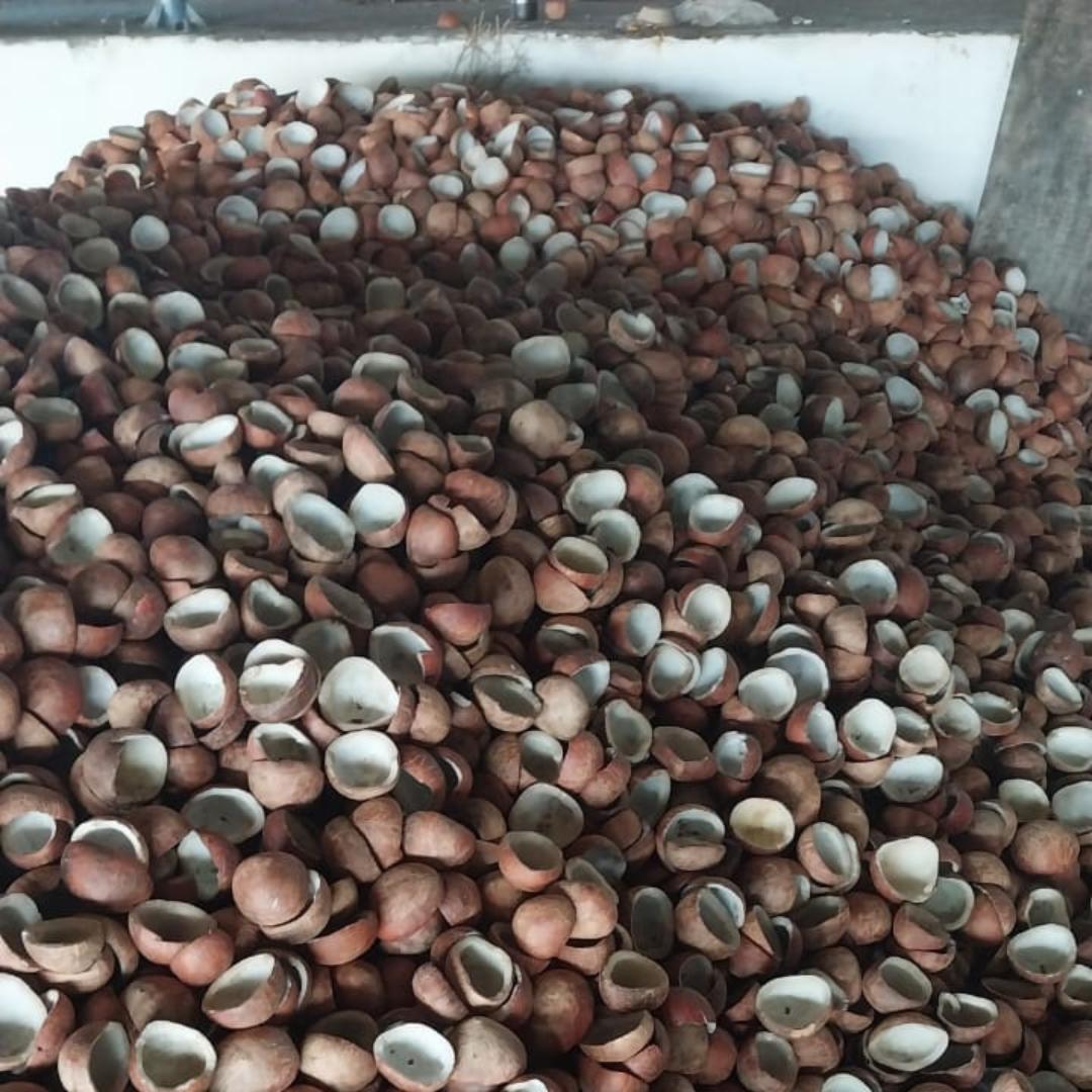 Dried Coconut Shells