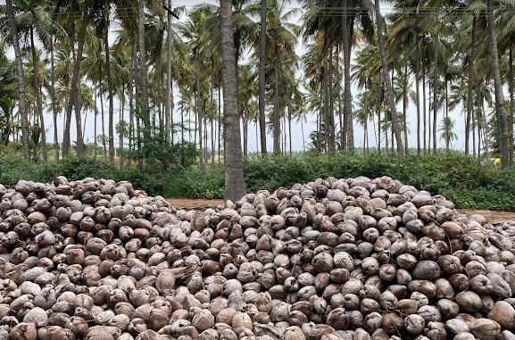 Semi Husked Coconut Supplier in Pollachi