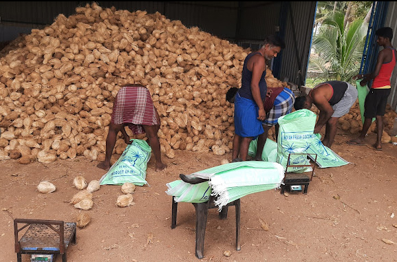 Semi Husked Coconut Supplier in Pollachi